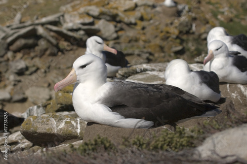 Black-browed albatross (Diomedea melanophris) © Gentoo Multimedia