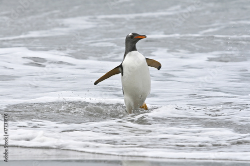 Gentoo penguin (Pygoscelis papua)