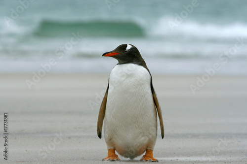Gentoo penguin  Pygoscelis papua 