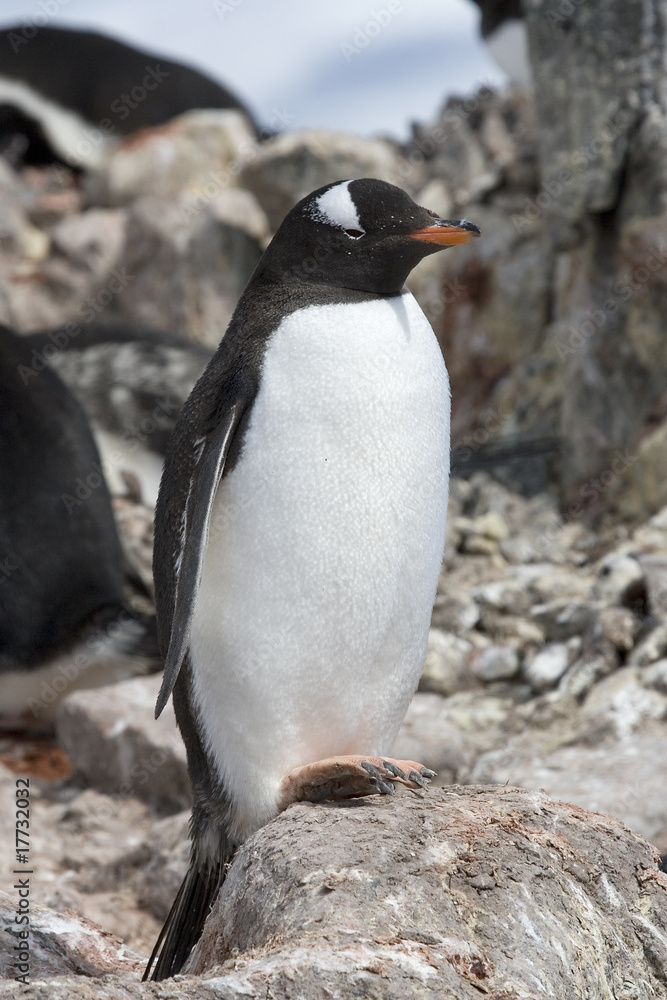 Naklejka premium Gentoo penguin