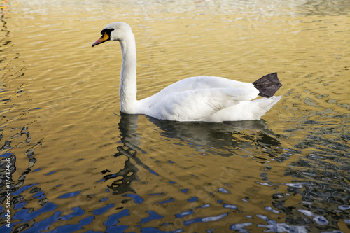 A swan in the water and reflection