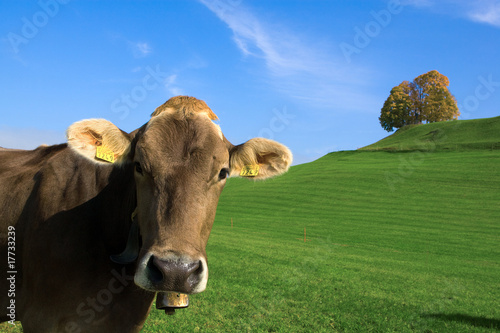 cow in alps