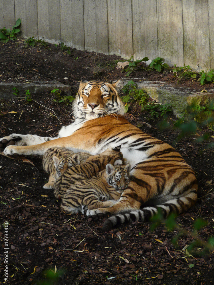 Fototapeta premium tigre