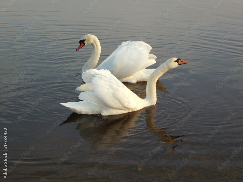 Fototapeta premium Pair of swans
