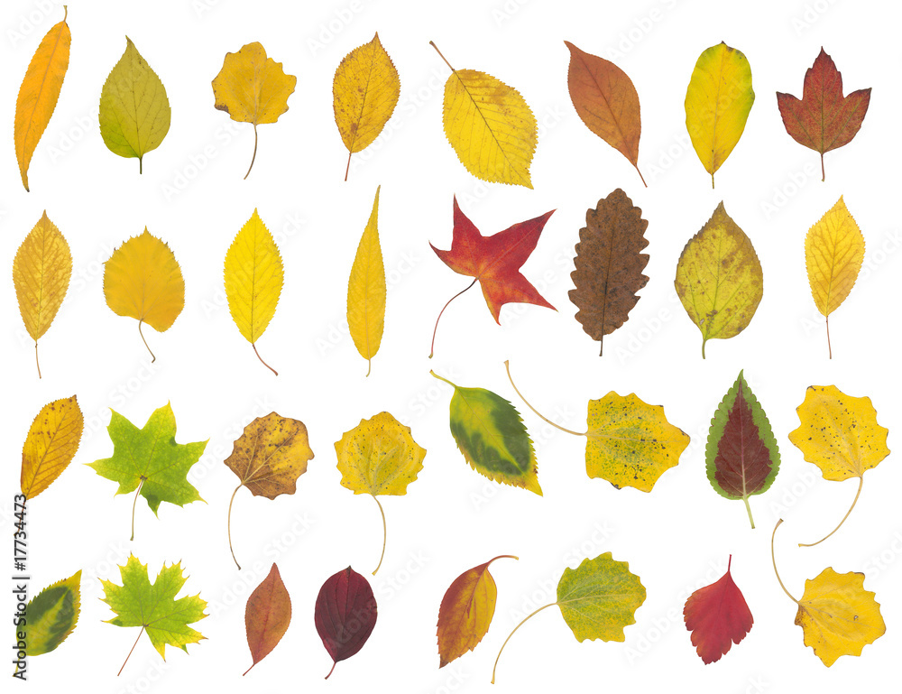 Obraz premium yellow, green and brown autumn leaf isolated on white