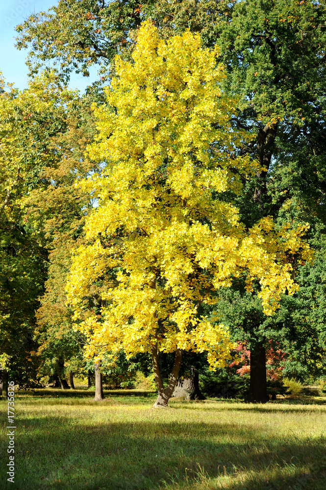 Fototapeta premium Landschaft 126