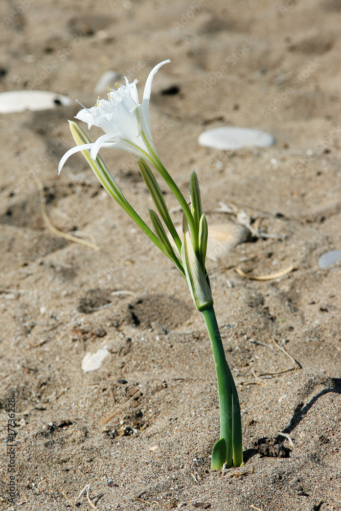 Fototapeta premium Flower in Sand