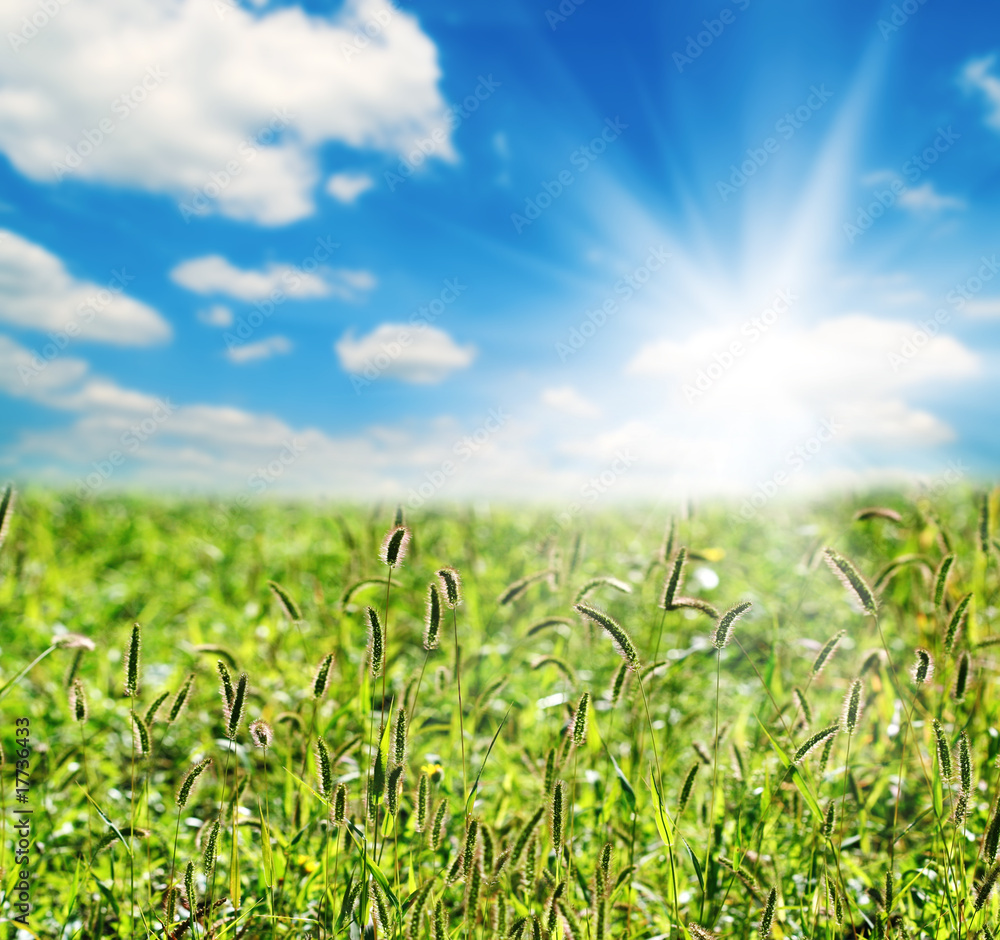 Obraz premium green ears and sun sky