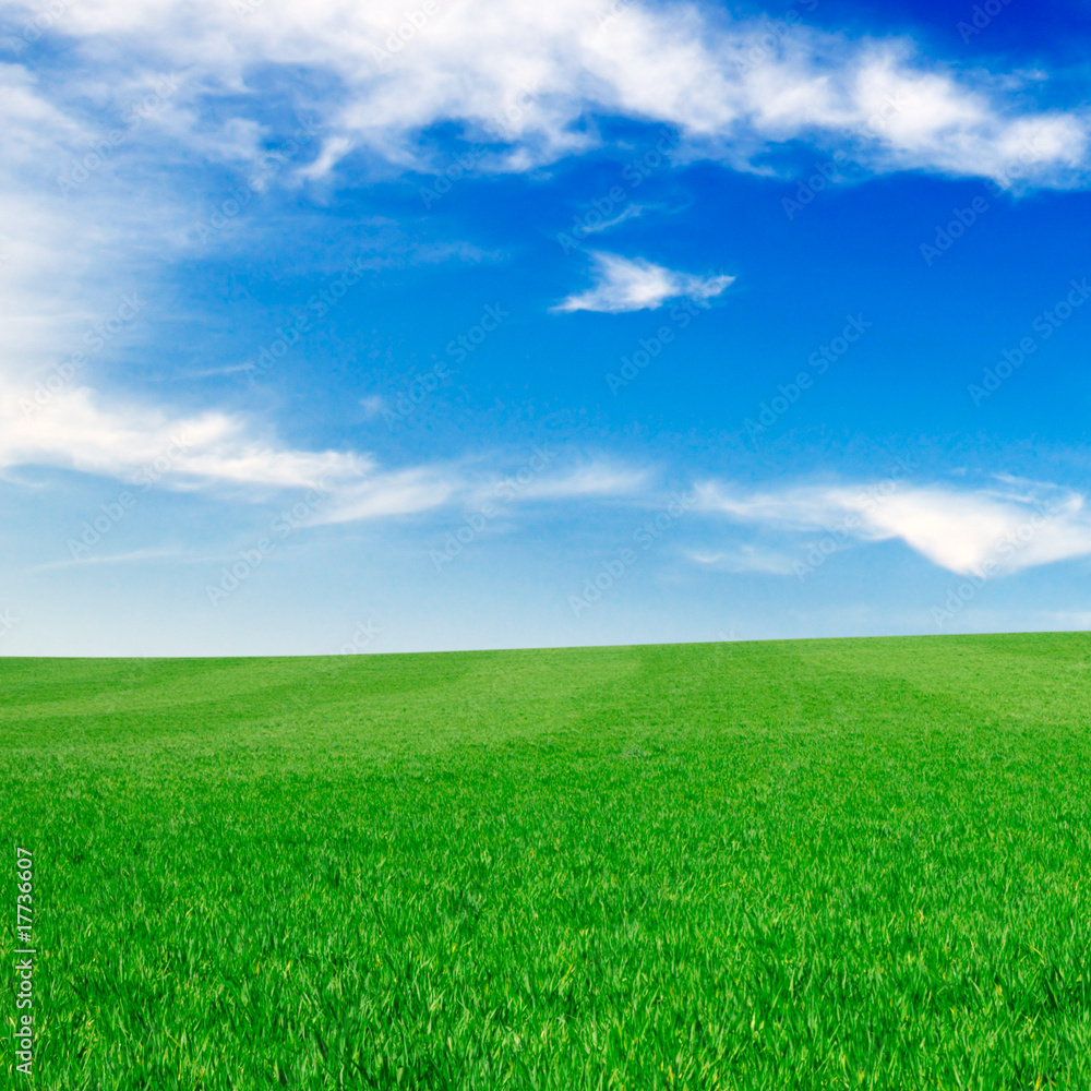 field field