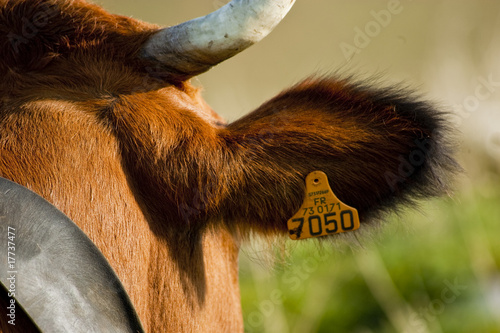 Oreille de vache