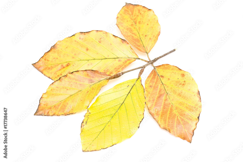 branch of leaves isolated on white background branch of leaves isolated on white background