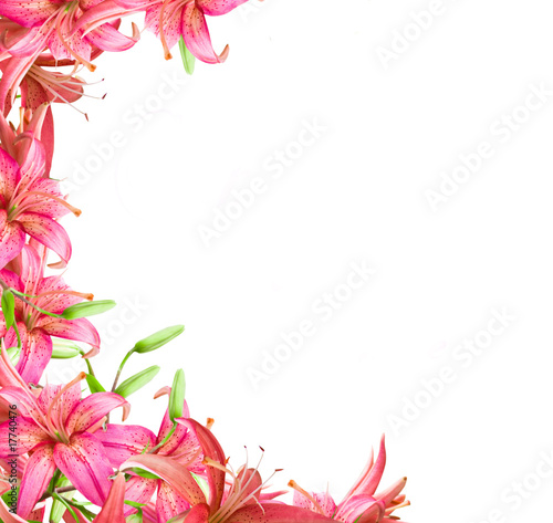 Fototapeta Naklejka Na Ścianę i Meble -  flowers  lily