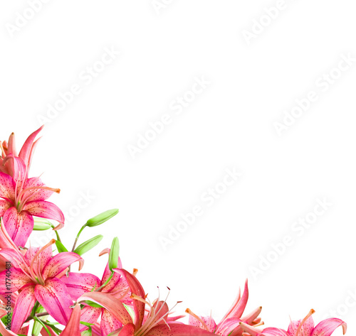 Fototapeta Naklejka Na Ścianę i Meble -  flowers  lily