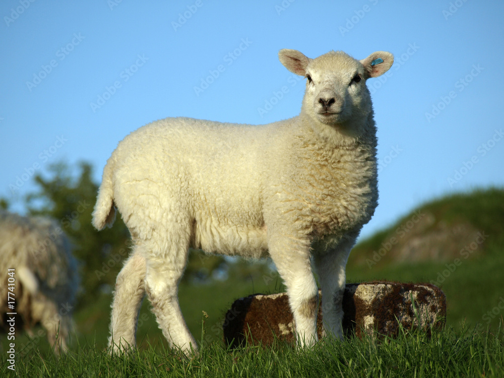 Lamb in the pasture Lamb in the pasture