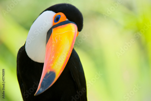 Head close-up of a Toucan #17741099