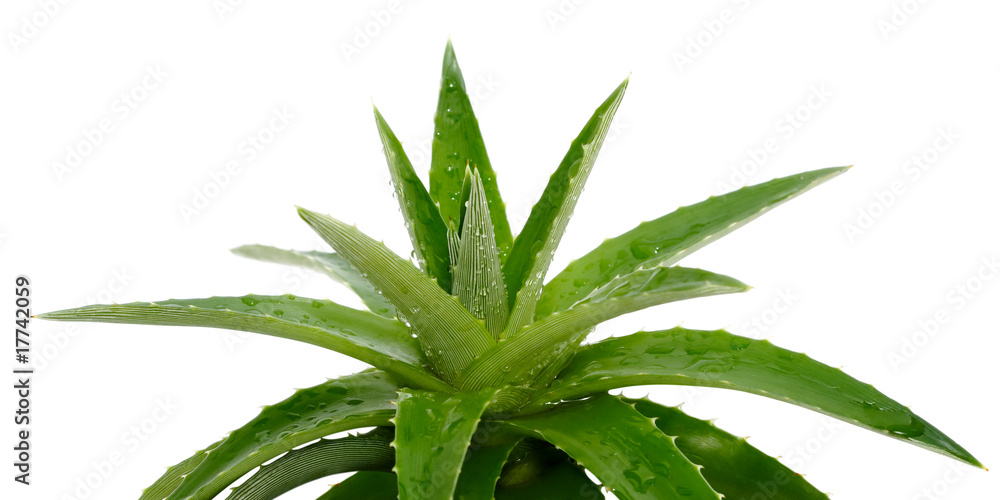 Fototapeta premium Aloe vera