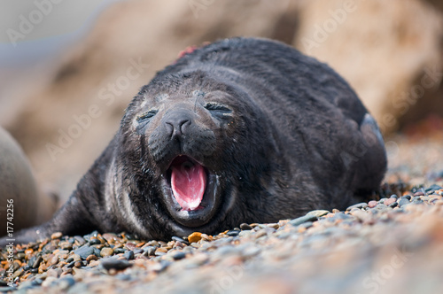 Cute baby seal yawning
