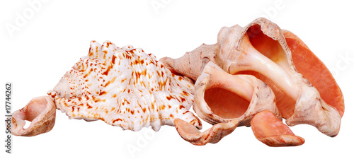 Tableau sur toile Marine cockleshells