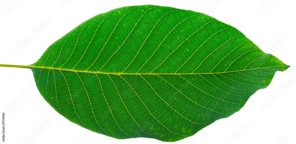 Obraz premium leaf of walnut