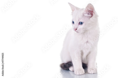 Photo of a cute white kitten isolated on white background.