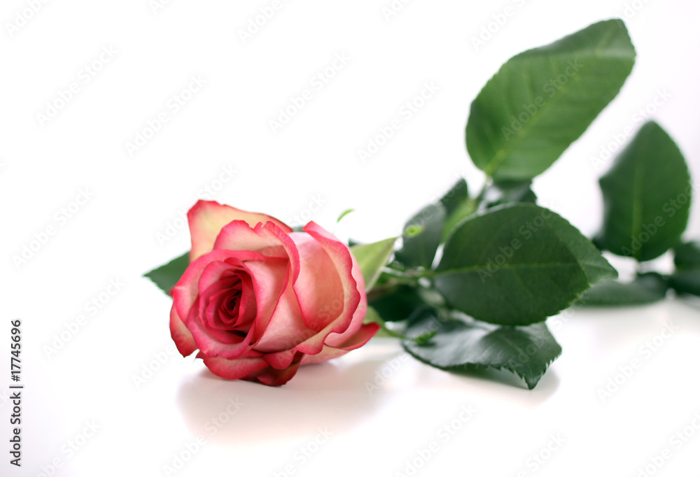 Rosa Rose Rosa Rose