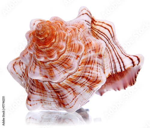 Marine cockleshells photo