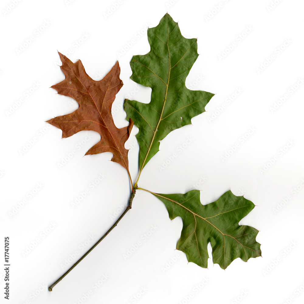 Fototapeta premium Herbstlaub