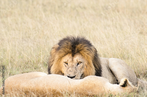 Lions resting after plentiful  feeding