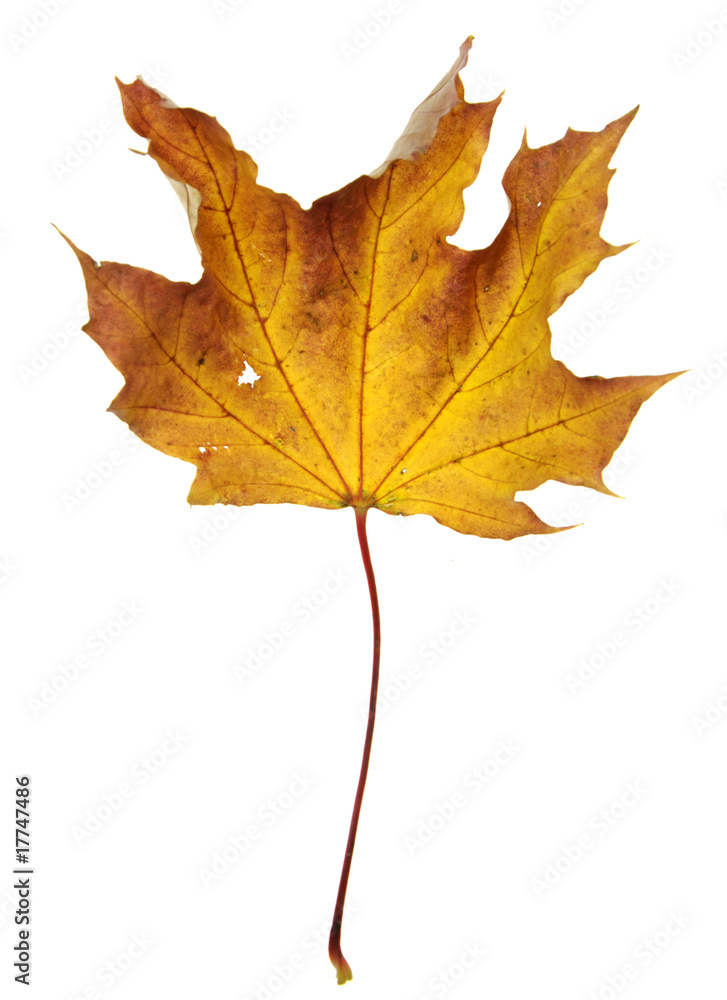 Crumpled Orange Maple Leaf Crumpled Orange Maple Leaf