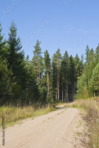 Forest Road in the summer