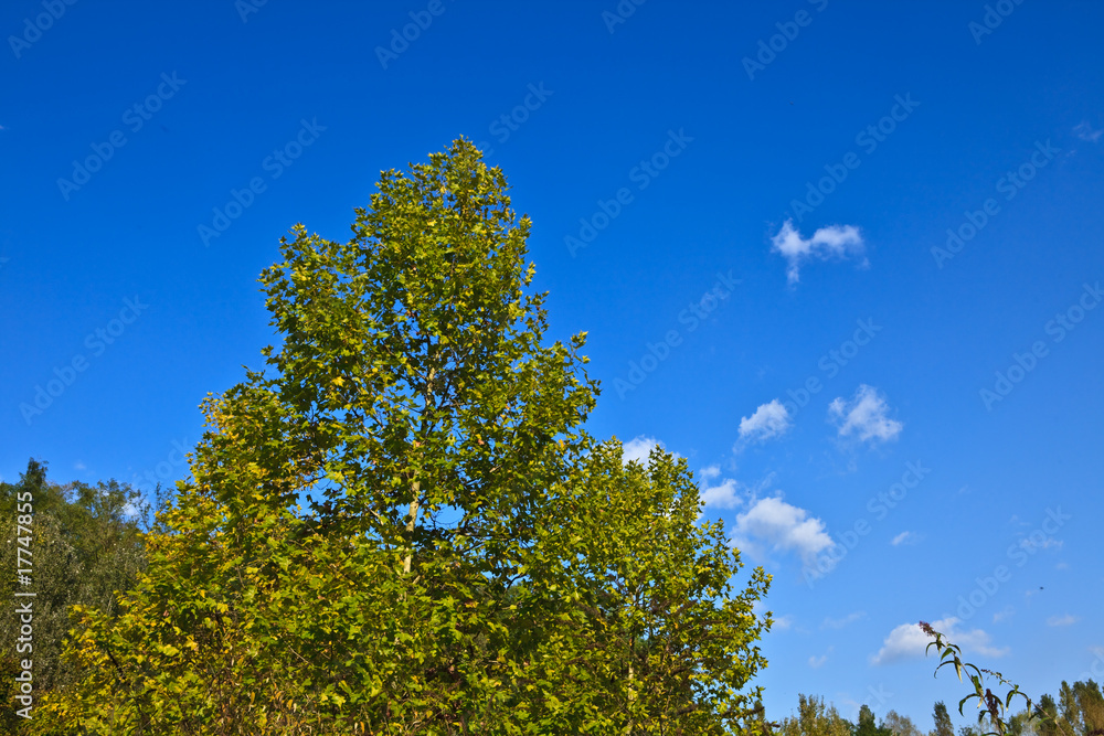 Autunno Autunno
