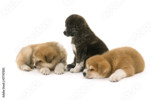 Three Akita Inu puppy dog on white background