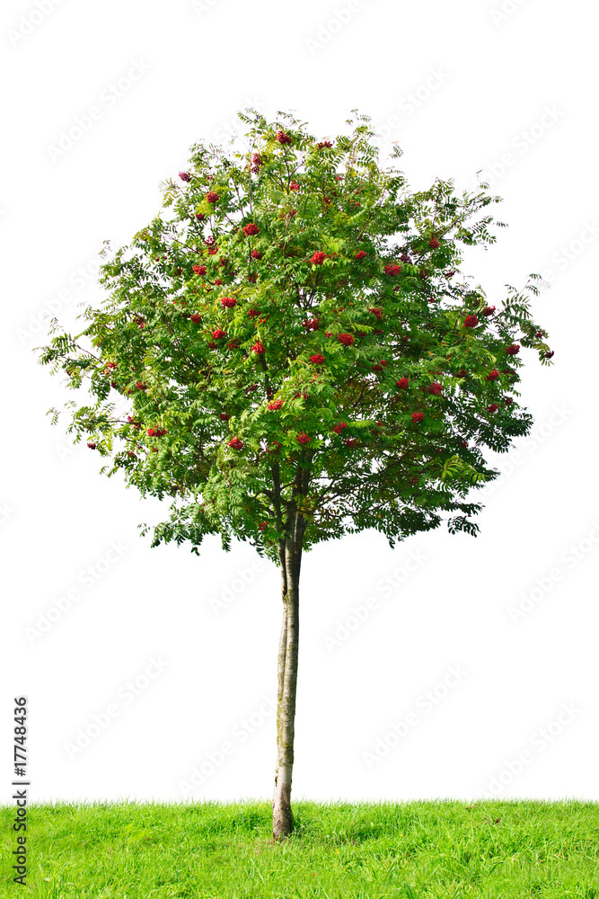 rowan tree