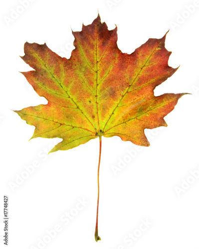 Red Green Maple Leaf