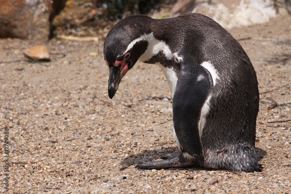 Obraz premium Humboldt-Pinguin