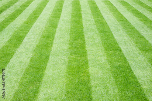 Real Grass Striped Lawn photo