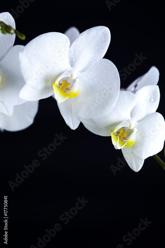 White orchids on black background