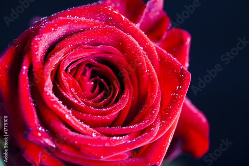 Fototapeta Naklejka Na Ścianę i Meble -  Red rose close up