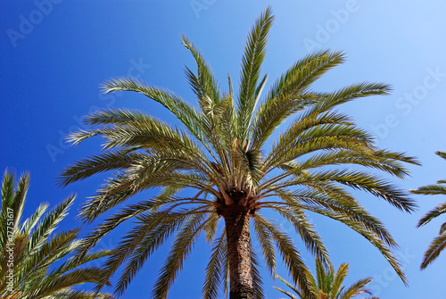 Green palm trees and bright blue clear summer sky.