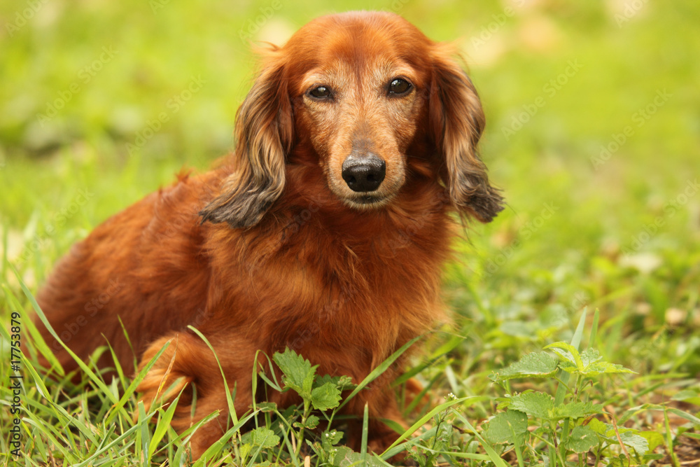 dachshund outdoor closeup