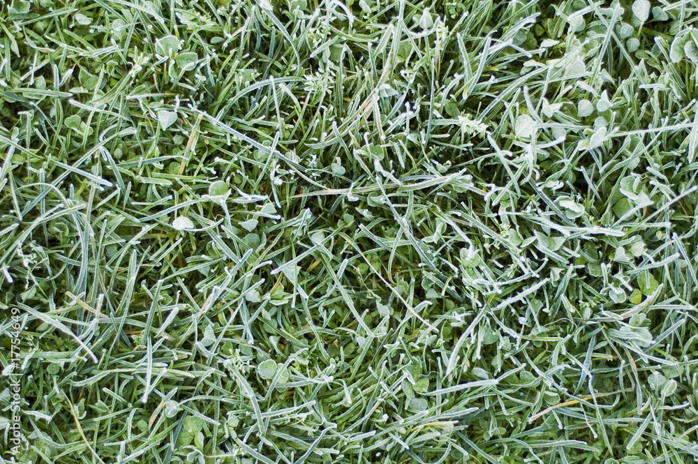 Frozen grass