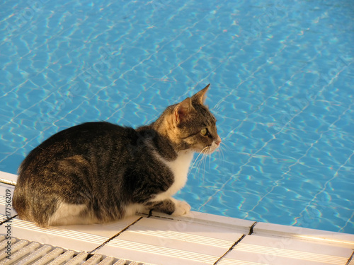 Cat at pool