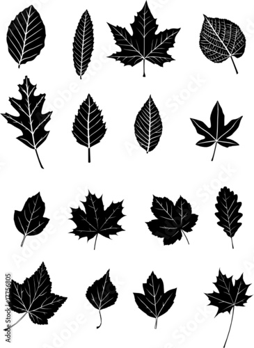 FEUILLES D'ARBRES B