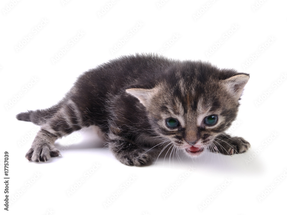Kitty at the age of 1 month Kitty at the age of 1 month