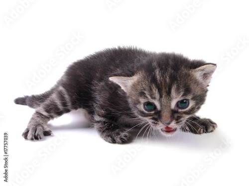 Wallpaper Mural Kitty at the age of 1 month Torontodigital.ca