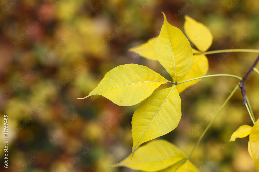 yellow maple tree leaf yellow maple tree leaf