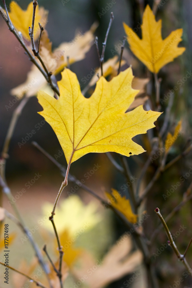 single yellow maple tree leaf