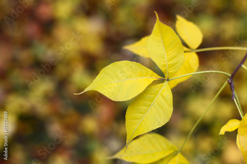 yellow maple tree leaf