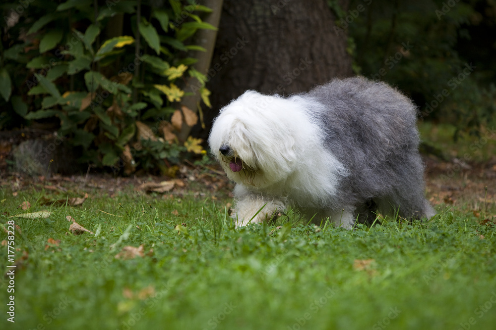 démarche de l'ours chez le bobtail démarche de l'ours chez le bobtail