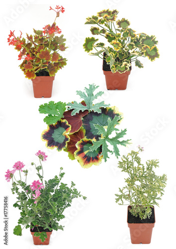 Konstfotografi geranium odorant